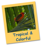 Tropical &    Colorful