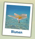 Blumen