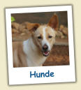 Hunde