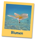 Blumen