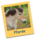 Pferde