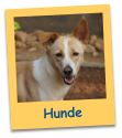 Hunde