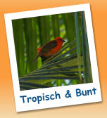 Tropisch & Bunt