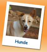 Hunde