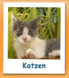 Katzen