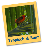 Tropisch & Bunt