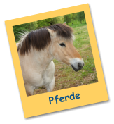 Pferde