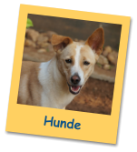 Hunde