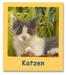 Katzen