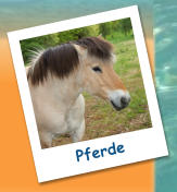 Pferde