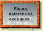 Fleurs colorées et  exotiques..