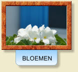 BLOEMEN