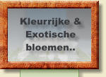 Kleurrijke & Exotische  bloemen..