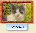 HAYVANLAR