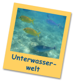 Unterwasser- welt