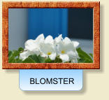 BLOMSTER