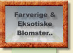 Farverige & Eksotiske  Blomster..