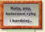 Koty, psy, kolorowe ryby i bardziej..