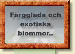 Färgglada och exotiska  blommor..