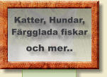 Katter, Hundar, Färgglada fiskar och mer..